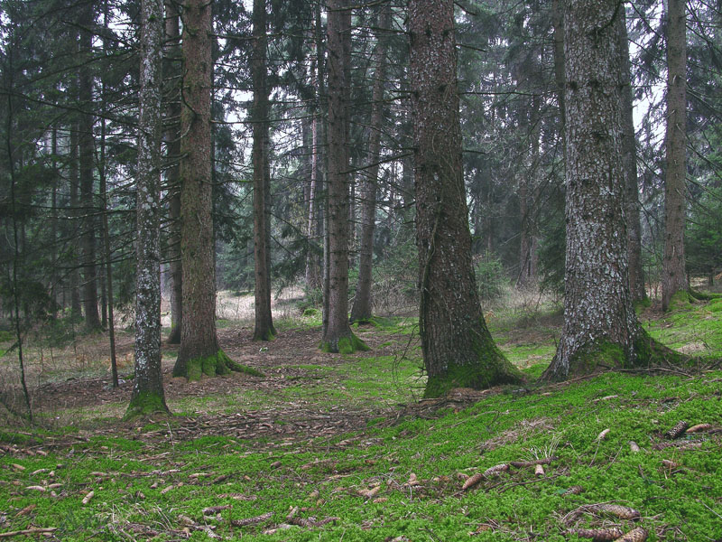 Giro in abetaia e pineta.